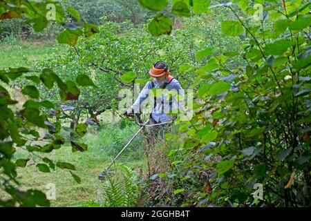Homme asiatique portant un masque de sécurité utilisant un strimer pour tondre faucher de longues prairies d'herbe autour des pommiers dans le verger d'été août 2021 pays de Galles Royaume-Uni KATHY DEWITT Banque D'Images