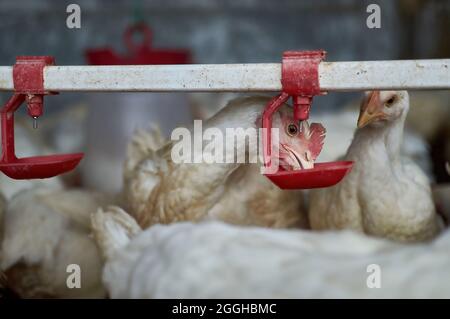 Gamme gratuite de poulet biologique volaille eau potable par ferme de jardin de mamelon Banque D'Images