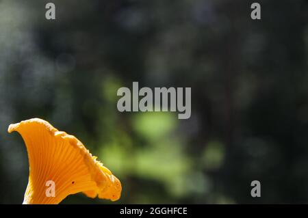 jaune frais délicieux champignon chanterelle d'automne végétarien ondulé avec une belle texture sur fond vert flou avec espace de copie Banque D'Images