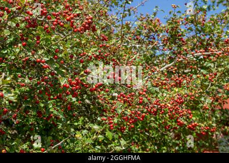 Crataegus monogyna, l'aubépine commune, arbuste chargé de baies rouges et de feuillage vert à la fin de l'été Banque D'Images