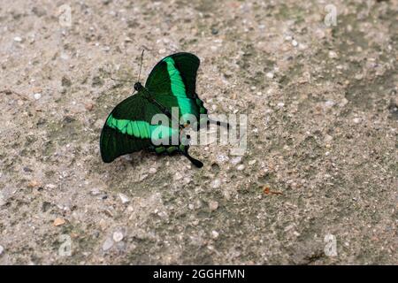 Papilio palinurus - Émeraude Swallowtail - papillon sur un mur Banque D'Images
