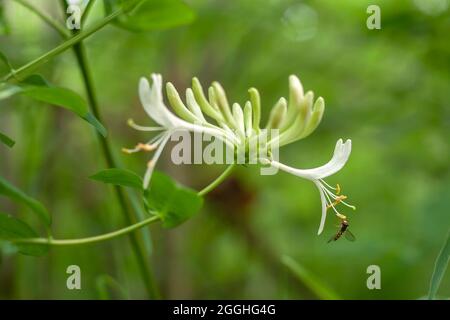 Episyrphus balteatus connu sous le nom de Marmalade planent sur des fleurs en fleurs de reniement de chèvrefeuille Banque D'Images