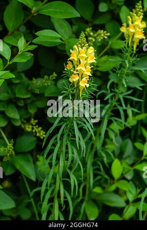 Linaria vulgaris, le kwown jaune d'alson de toadlin comme le beurre et les oeufs fleurs sauvages en fleurs Banque D'Images