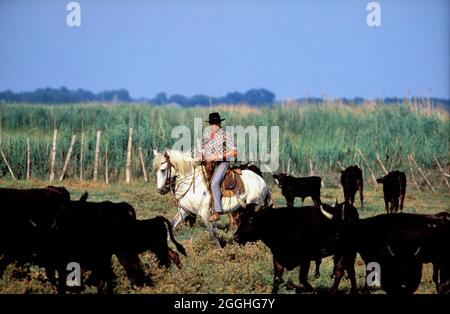 FRANCE. GARD (30) PETITE CAMARGUE (PETITE CAMARGUE). TUTEURS AU TRAVAIL Banque D'Images