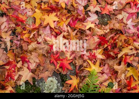 Liquidambar arbre coloré feuilles automnales tombées Banque D'Images