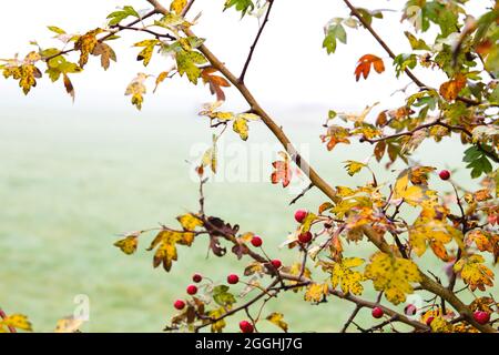 Crataegus monogyna feuillage d'automne commun à l'aubépine et baies rouges Banque D'Images