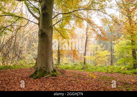 Fagus sylvatica ou forêt européenne de hêtres avec feuillage de couleur automnale Banque D'Images