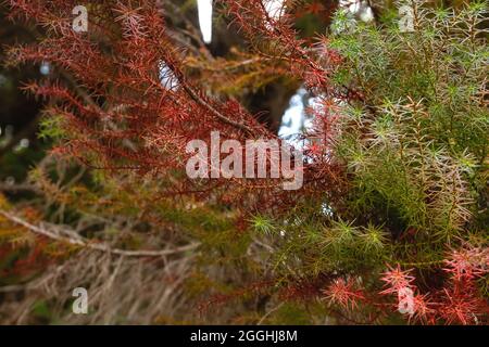 Cryptomeria japonica cèdre japonais arbre vert et vert feuillage rouge et vert Banque D'Images