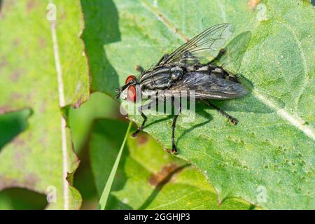 Mouche à vent, mouche à carrion, mouche noire assise sur une feuille de raisin vert de près. Arrière-plan naturel. Banque D'Images