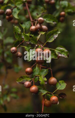 Pyrus cordata connu sous le nom de Plymouth Pear Wild Tree fruits Banque D'Images