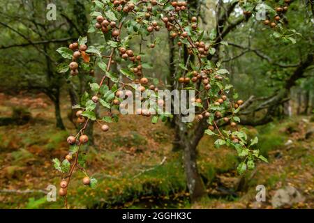 Pyrus cordata connu sous le nom de Plymouth Pear arbre sauvage feuillage avec des fruits Banque D'Images