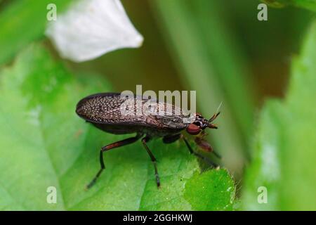 Gros plan sur une mouche noire de chasse à l'escargot, Coremacera marginata Banque D'Images