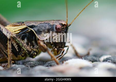 Gros plan facial détaillé sur le Bush-cricket sombre , Pholidoptera Banque D'Images