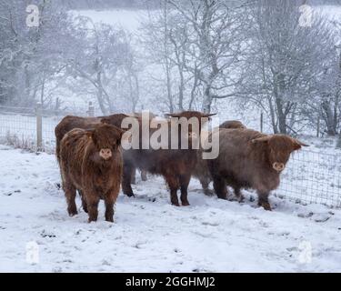 Vaches des Highlands sur une matinée froide en hiver. Près de Balnain, région des Highlands, Écosse Banque D'Images