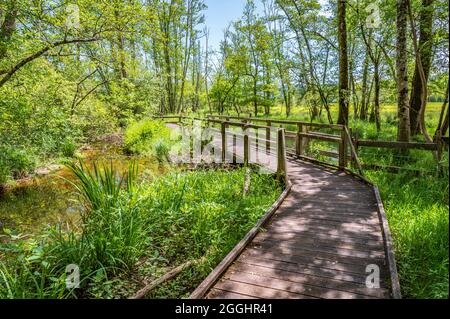 Les promenades en bois invitent à explorer le Marais de Laomurs à proximité, Lavours, France Banque D'Images