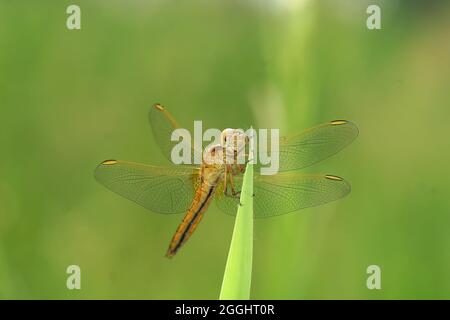 Gros plan frontal d'une libellule écarlate, Crocothemis erythraea Banque D'Images