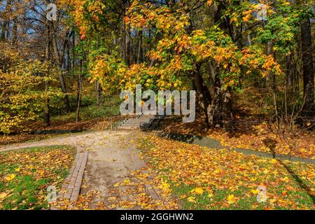 Vue d'automne spectaculaire sur une allée dans le parc par beau temps. Paysage d'automne. Banque D'Images