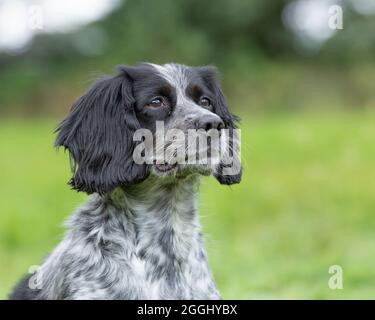 Sprocker spaniel Banque D'Images