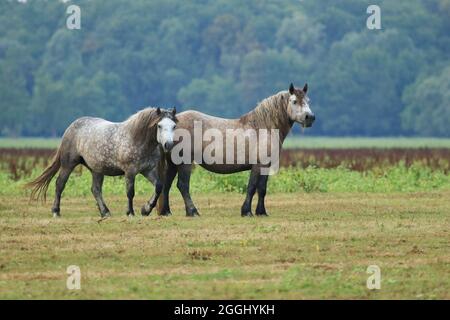 Deux chevaux gris sur la prairie Banque D'Images