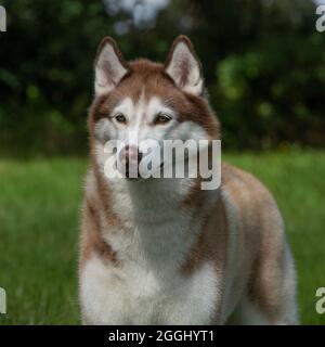 husky sibérien Banque D'Images
