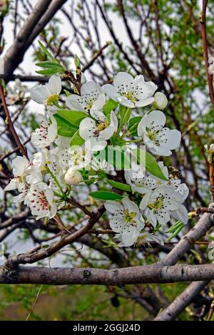 Gros plan sur une branche couverte de nombreux cymes de fleurs de poire, de feuilles vertes, de bourgeons de fleur, visité par une abeille à la recherche du nectar. Banque D'Images