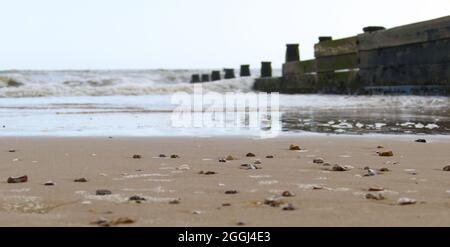 Coquillages et cailloux dans le sable humide sur la plage de Frinton-on-Sea (Essex, Royaume-Uni) comme la marée arrive le long d'une groyne en bois. Banque D'Images