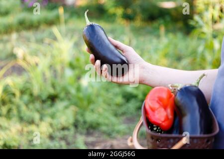 l'homme recueille les aubergines dans le jardin en les plaçant dans un panier Banque D'Images