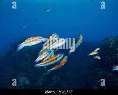 École de wrasse (Thalasoma pavo) nageant dans l'eau chaude et claire de la mer Méditerranée. Banque D'Images