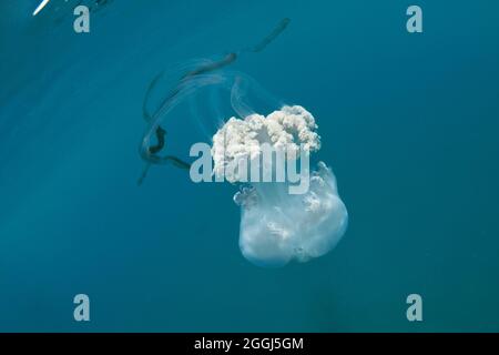 Méduses géantes (Rhizosthoma luthum) flottant dans les eaux libres. Mer Méditerranée. Banque D'Images