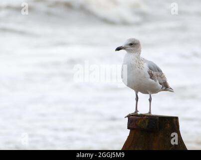 Un jeune Goéland à harengs (Larus argentatus) perçant sur un poteau en bois, avec des vagues qui se brisent sur la mer en arrière-plan Banque D'Images