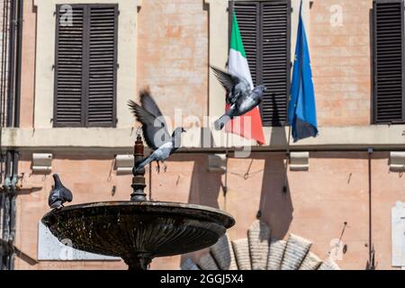 spello fontana devant le détail commun des pigeons Banque D'Images