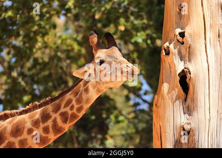 Une tête de vue d'une girafe avec végétation en arrière-plan Banque D'Images
