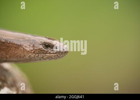 Vers lent, Anguis fragilis, vers la fin de l'été sur la lande du Buckinghamshire Banque D'Images