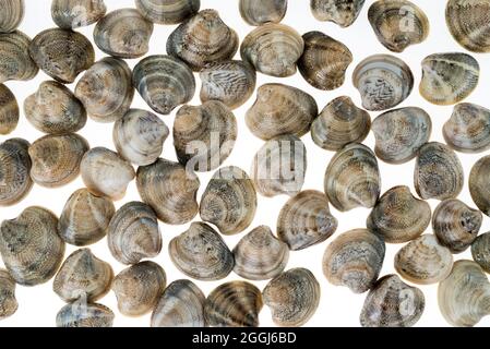 Palourdes de vongole fraîches et crues de la mer Adriatique dans la vue de dessus isolée sur blanc, texture de fond de motif Banque D'Images