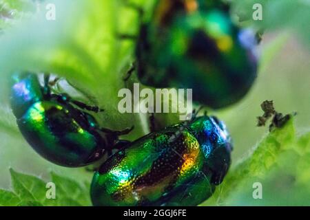 Trois individus du coléoptère de Dogbane (Chrysochus auratus). Banque D'Images