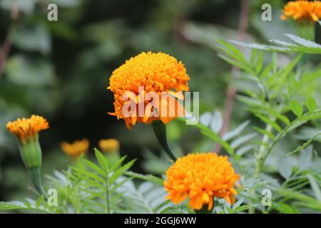 Fleurs d'orange fleuries avec des bourgeons Banque D'Images