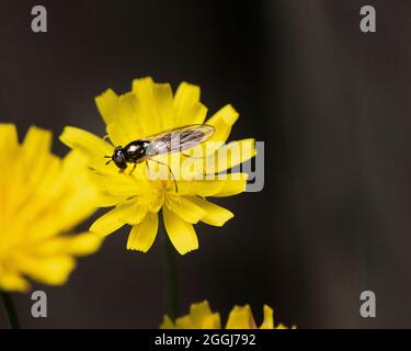 Petit insecte volant sur une fausse fleur de pissenlit jaune dans un jardin au Royaume-Uni pendant l'été. Banque D'Images