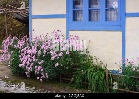 Magnifique Argyranthemum frutescens rose fleuri devant le mur de la maison de crème et la fenêtre bleue. Banque D'Images