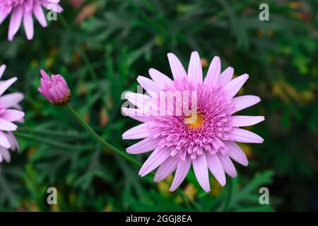 Rose fleuri Argyranthème frutescens, connu sous le nom de Paris Daisy, Banque D'Images