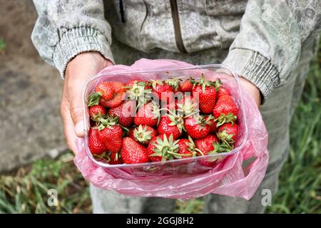 Le fermier tient une boîte avec des fraises rouges mûres dans ses mains. Banque D'Images