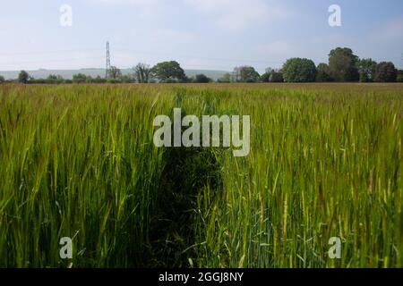 Champ de blé vert dans le Wiltshire.Pas mûr. Banque D'Images