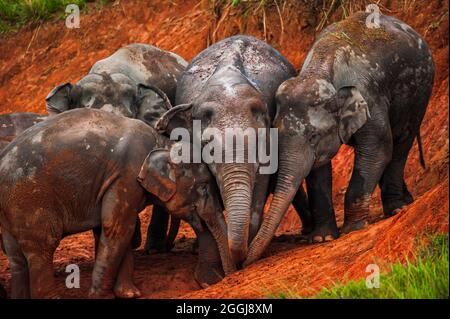 Joyeux troupeau d'éléphants d'Asie se nourrissant de la poussette salée en saison de pluie. Scène de la faune sauvage dans le parc national de Khao Yai, site classé au patrimoine mondial de l'UNESCO, Thaïlande. Banque D'Images