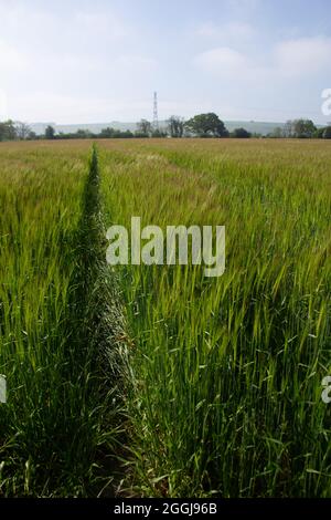 Champ de blé vert dans le Wiltshire.Pas mûr. Banque D'Images