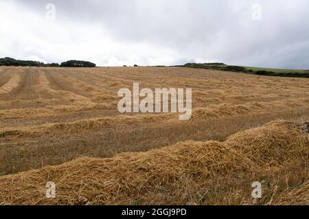 Paysage agricole d'un champ de blé récolté sous les nuages le 19 août 2021 à Mwnt, Pembrokeshire, pays de Galles, Royaume-Uni. La paille dorée reste sur le terrain après la récolte. Le blé est un grain de céréales cultivé dans le monde entier. En 2013, la production mondiale de blé était de 713 millions de tonnes, ce qui en fait la troisième céréale la plus produite. Banque D'Images