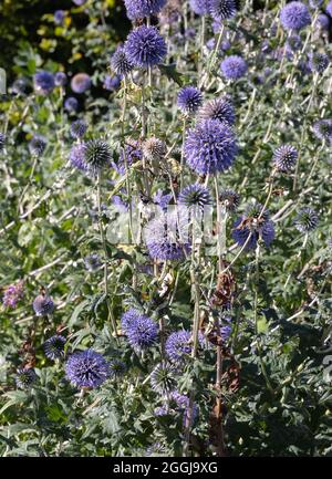 Le chardon du Sud, Echinops Ritro, avec des fleurs violettes, Banque D'Images