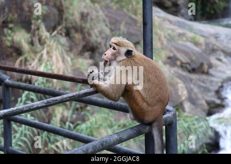 Singe au Sri Lanka assis sur un tuyau Banque D'Images