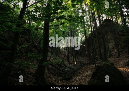 Allemagne, Forêt de Teutoburg, Großer et Kleiner Freeden, Osnabrücker Land Banque D'Images