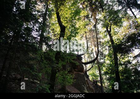 Allemagne, Forêt de Teutoburg, Großer et Kleiner Freeden, Osnabrücker Land Banque D'Images