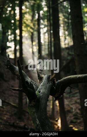 Allemagne, Forêt de Teutoburg, Großer et Kleiner Freeden, Osnabrücker Land Banque D'Images