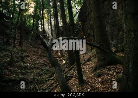 Allemagne, Forêt de Teutoburg, Großer et Kleiner Freeden, Osnabrücker Land Banque D'Images